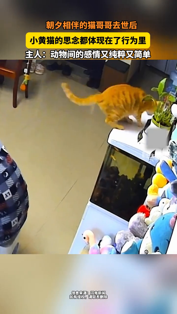 小黄猫的思念都体现在了行为里