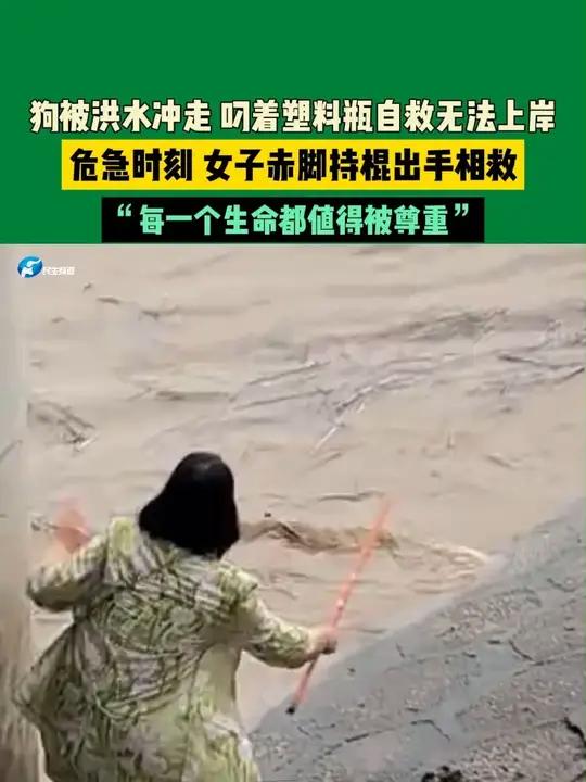 狗被洪水冲走 叼着塑料瓶自救无法上岸,危急时刻 女子赤脚持棍出手相救,“每一个生命都值得被