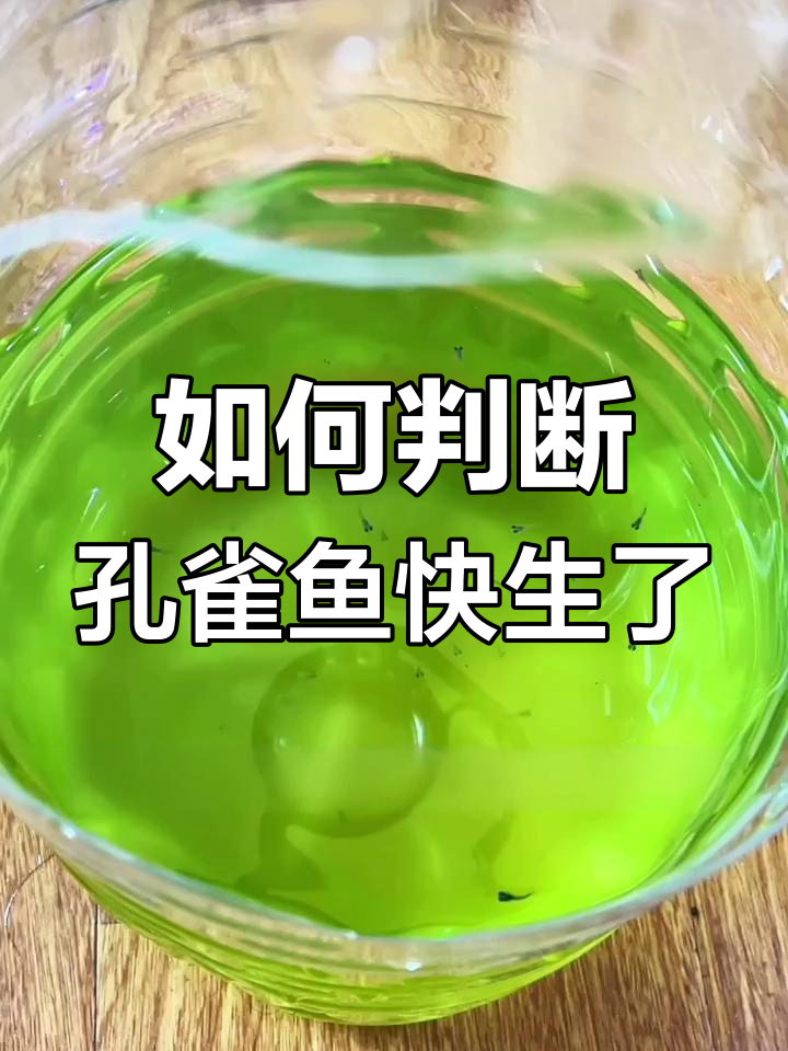 孔雀鱼生小鱼前的五大征兆,快来看看吧!