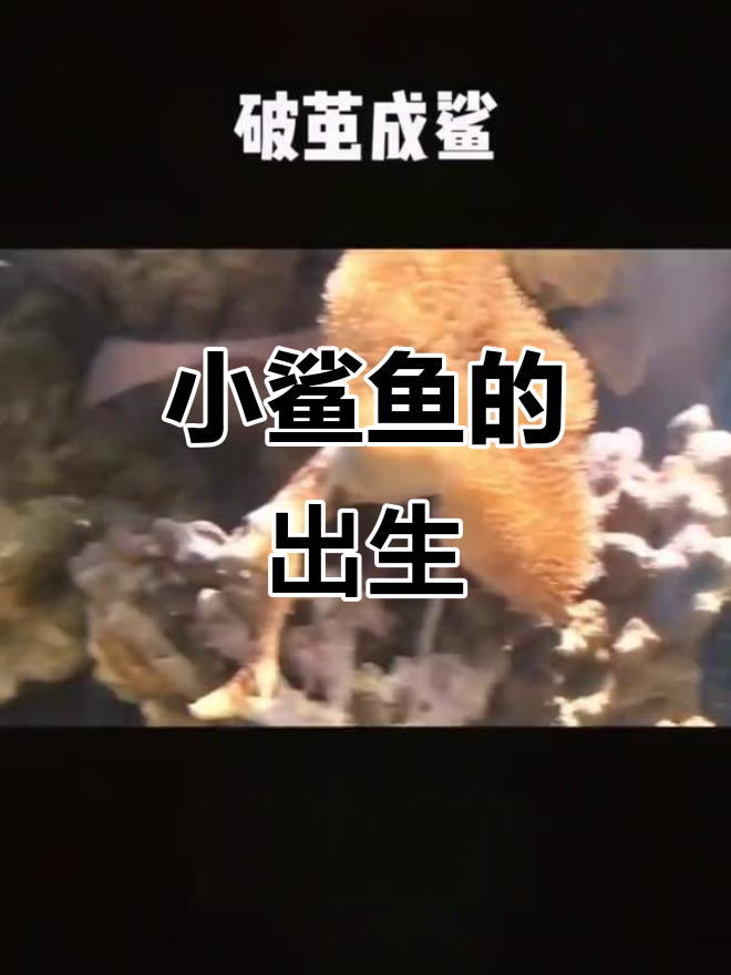 鲨鱼卵孵化过程揭秘,小生命的诞生瞬间