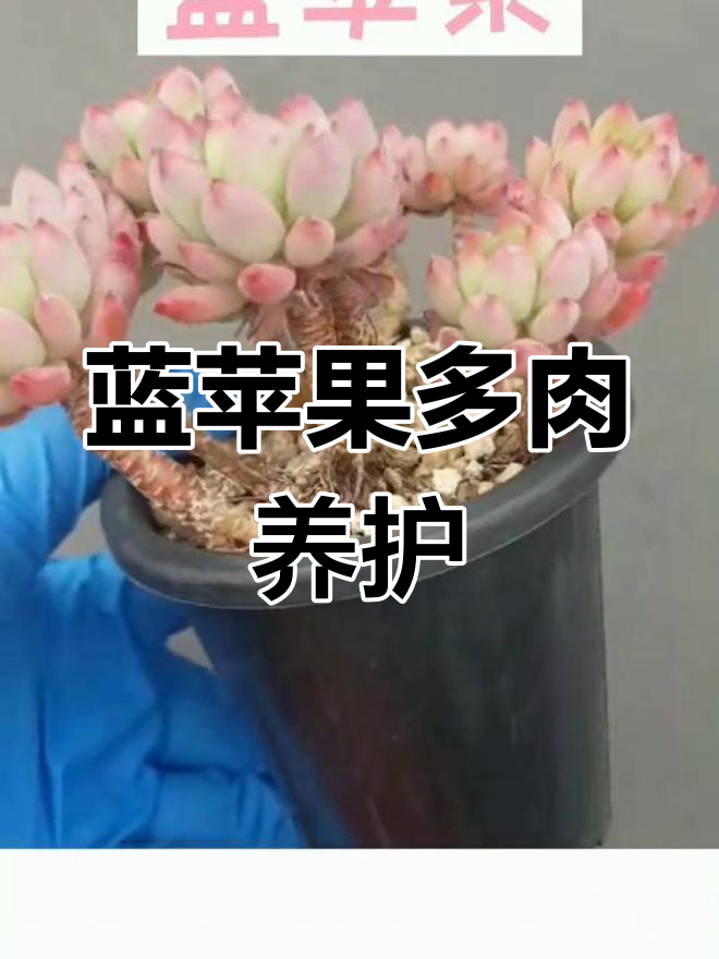 蓝苹果多肉植物养护技巧,快速爆头成草桩
