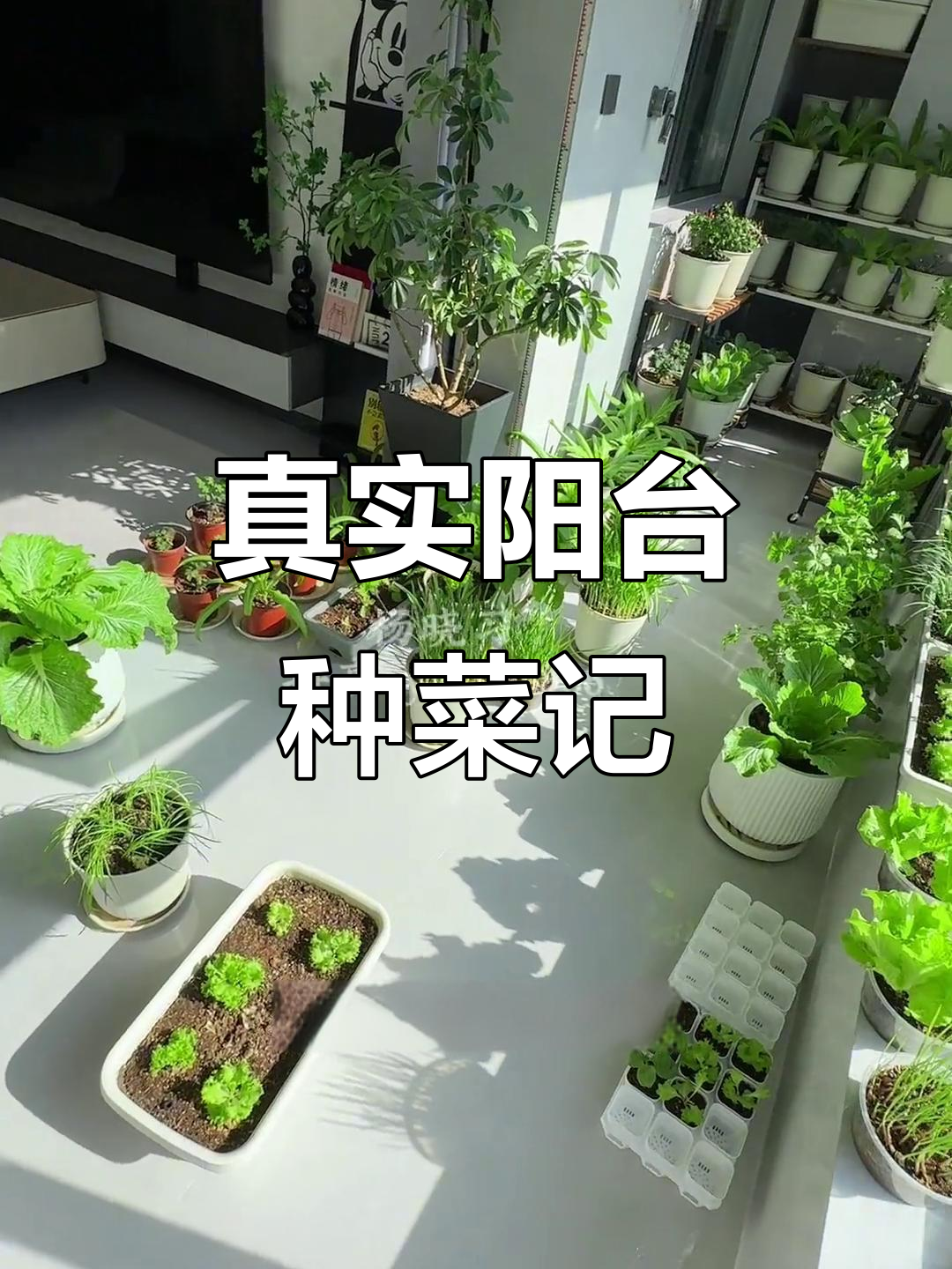 阳台小菜园真实生长,阳光、空气都能满足