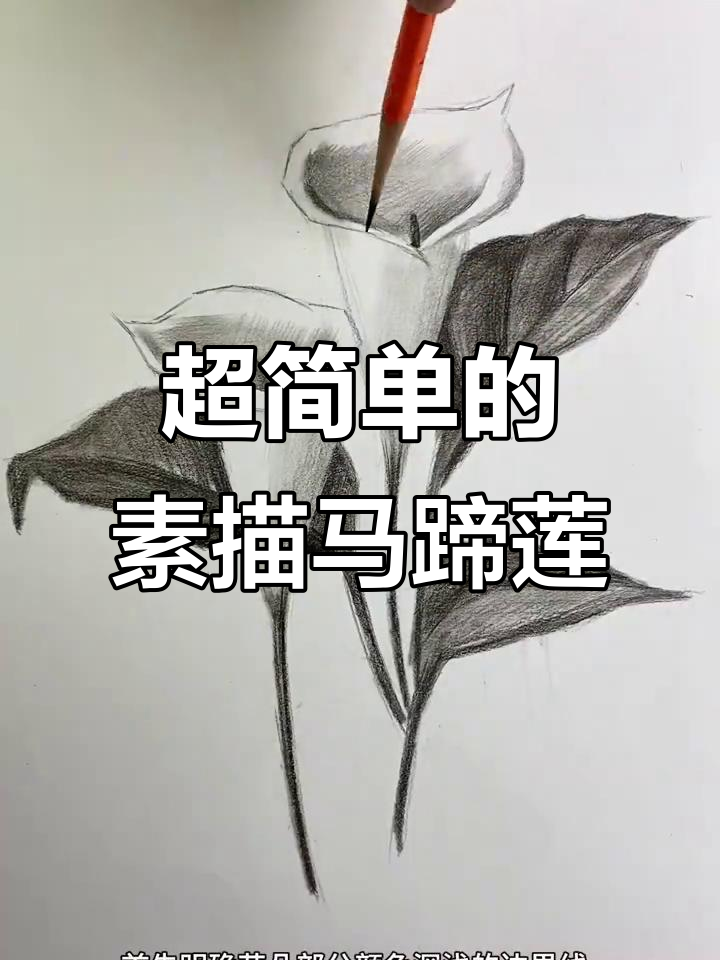 素描马蹄莲,简单又卡通!教你一步步画出可爱花朵