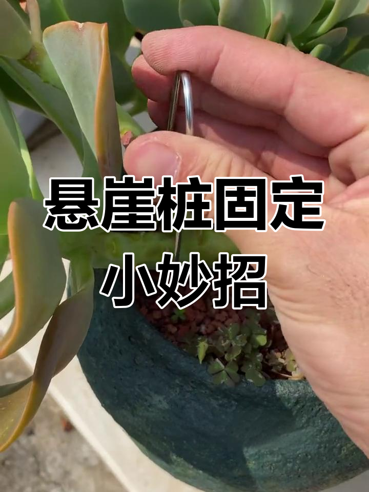 多肉悬崖桩固定技巧,U型铁丝轻松搞定造型