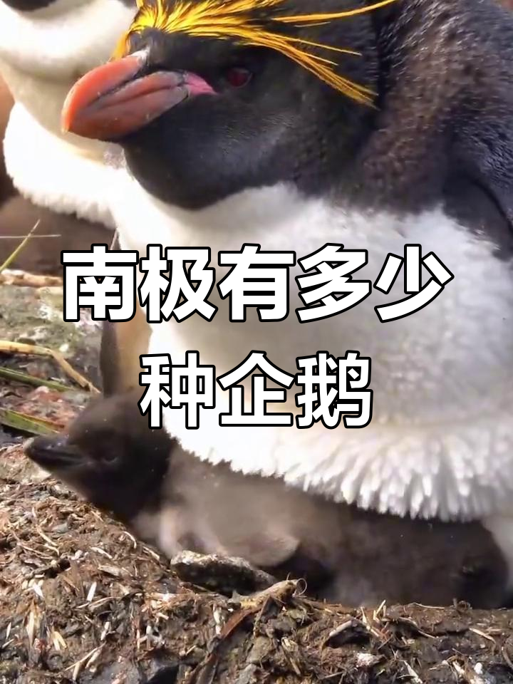 南极企鹅种类大揭秘,你见过几种?