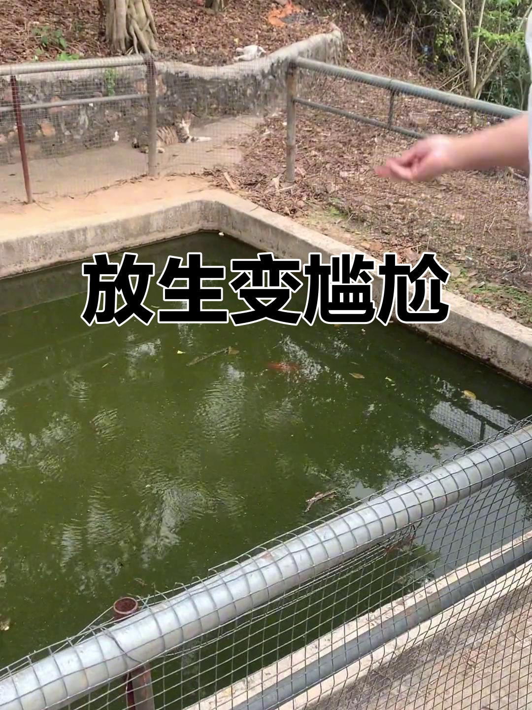 爬山一小时,发现山顶竟是金鱼池,无法放生国斗