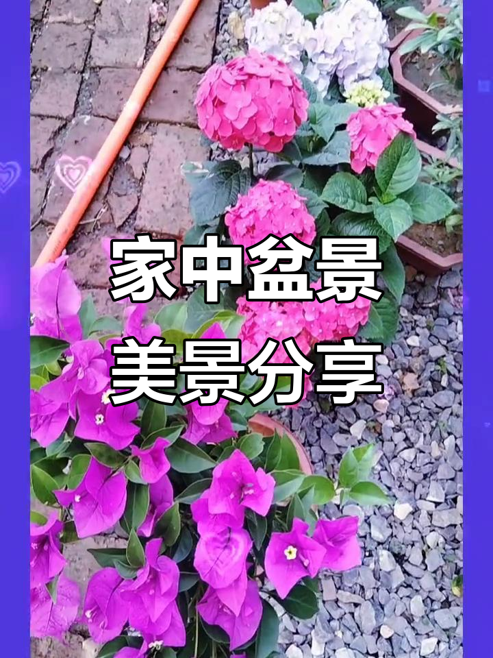 家庭盆景艺术:打造最美景色,赏花与造型的完美结合