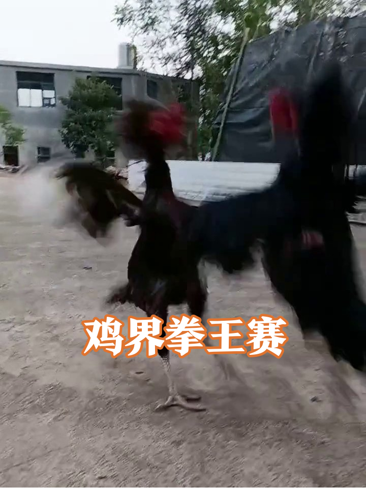 公鸡打架堪比武侠片,飞踢锁喉招式全!