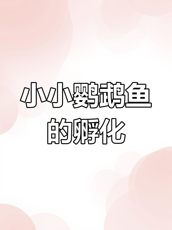 迷你鹦鹉鱼从鱼籽到小鱼的成长过程,超萌!