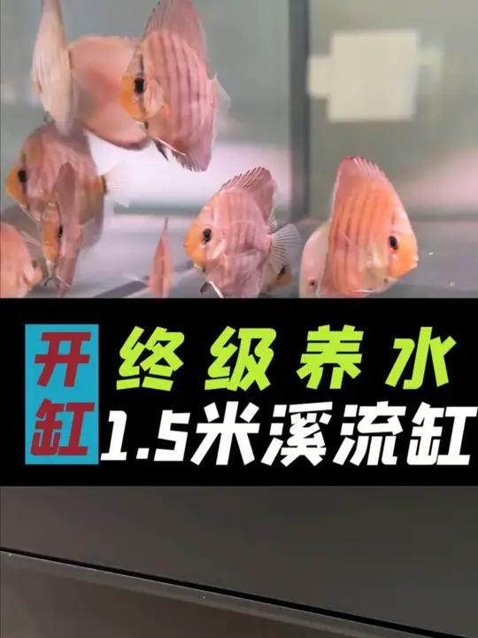 养鱼先养水，到底是什么？如何快速给鱼缸养水？一条视频搞明白