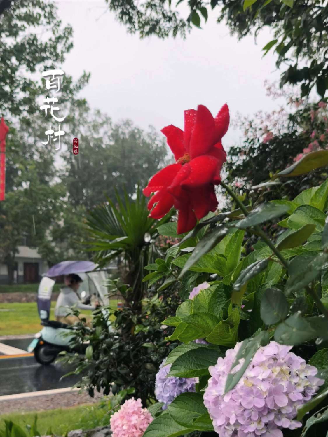 烟雨汤池百花醉，水墨丹青画中游！寻美庐江 寻美合肥 我为和美乡村代言 寻美安徽 2025皖