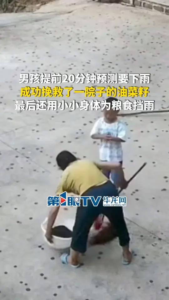 7月17日，贵州。男孩提前20分钟预测要下雨，成功挽救了一院子的油菜籽，最后还用小小身体为