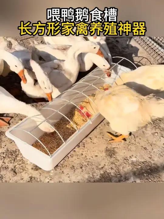 新款鸡鸭鹅喂水喂食槽,方便又实用
