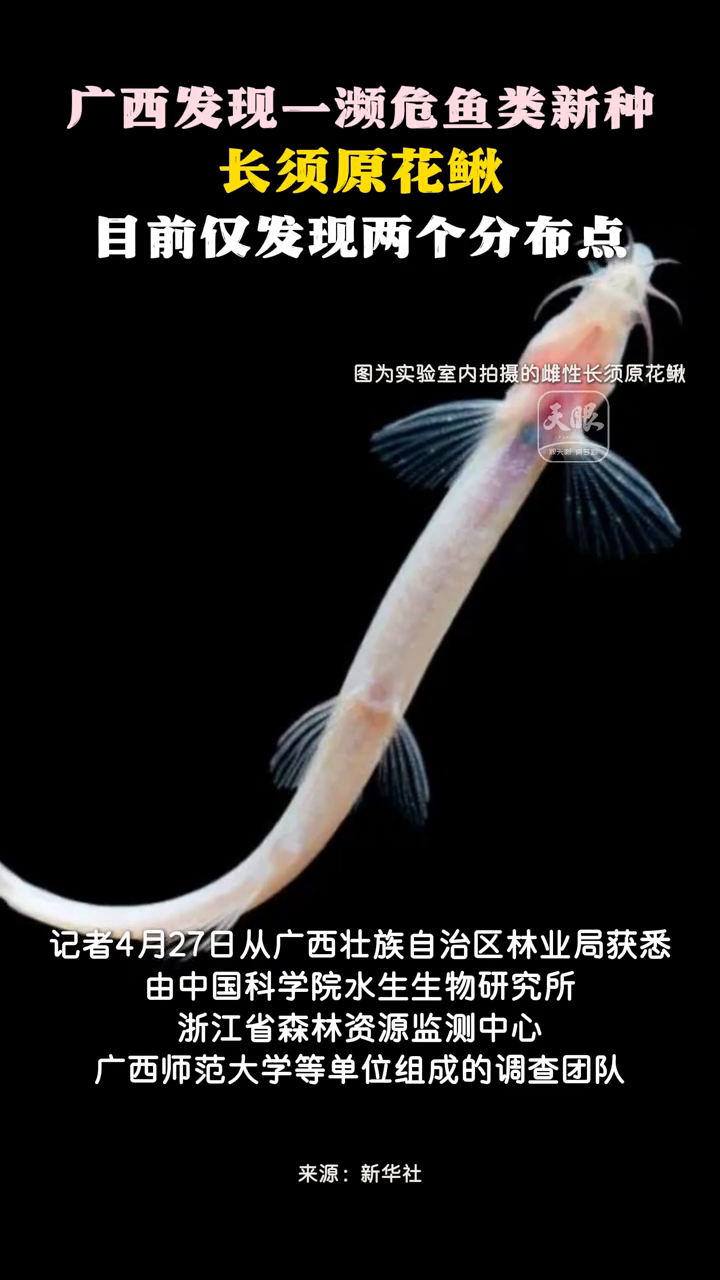 广西发现一濒危鱼类新种 长须原花鳅 目前仅发现两个分布点