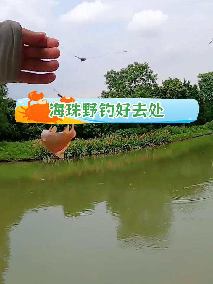 海珠区隐秘钓鱼点,鱼情不错
