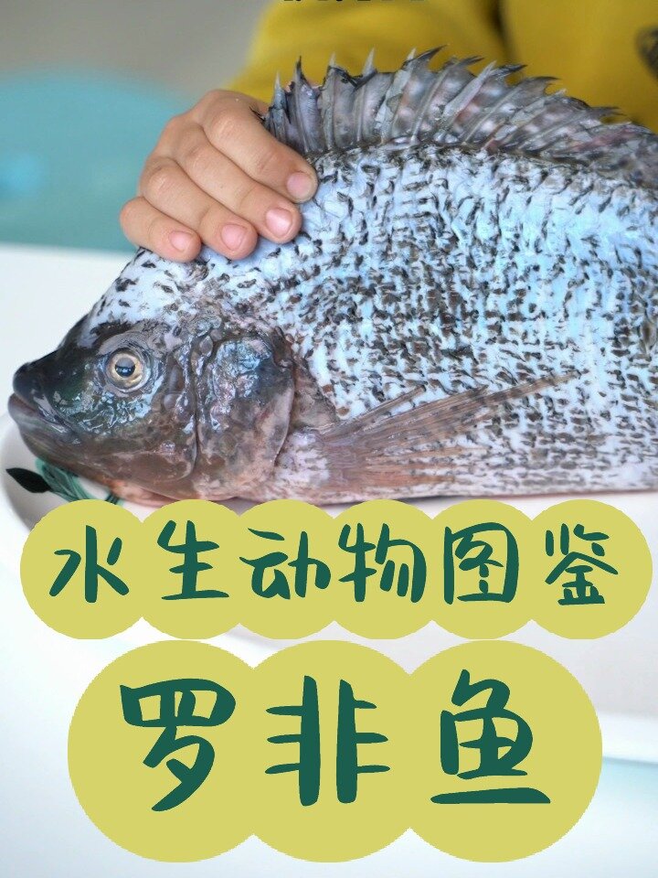 水生动物图鉴—罗非鱼