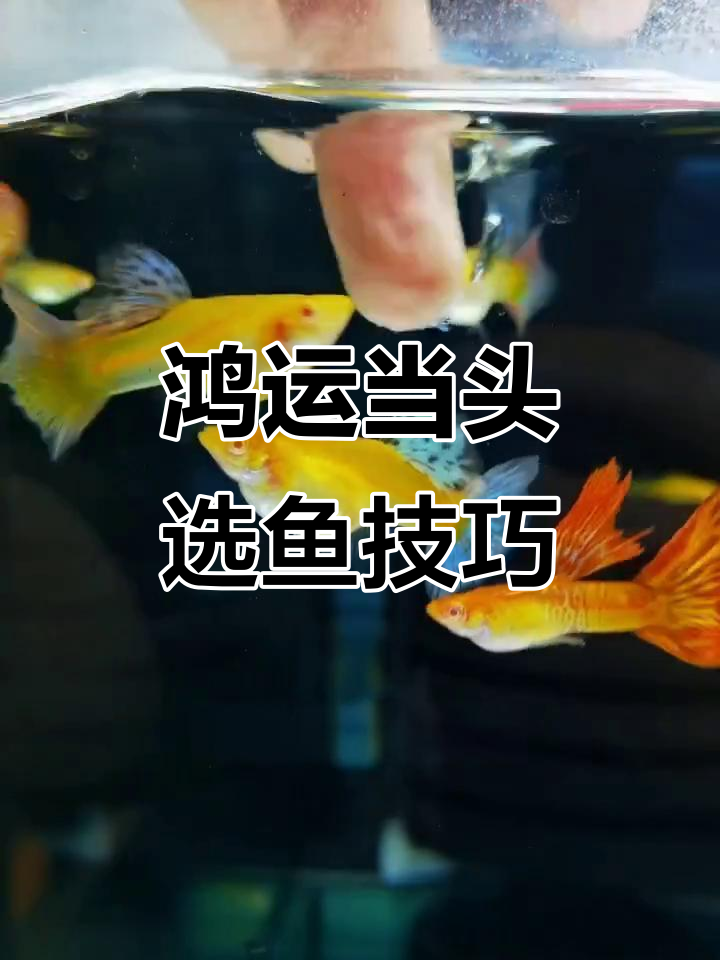 鸿运当头孔雀鱼真相大揭秘:没有种鱼的挑选法则