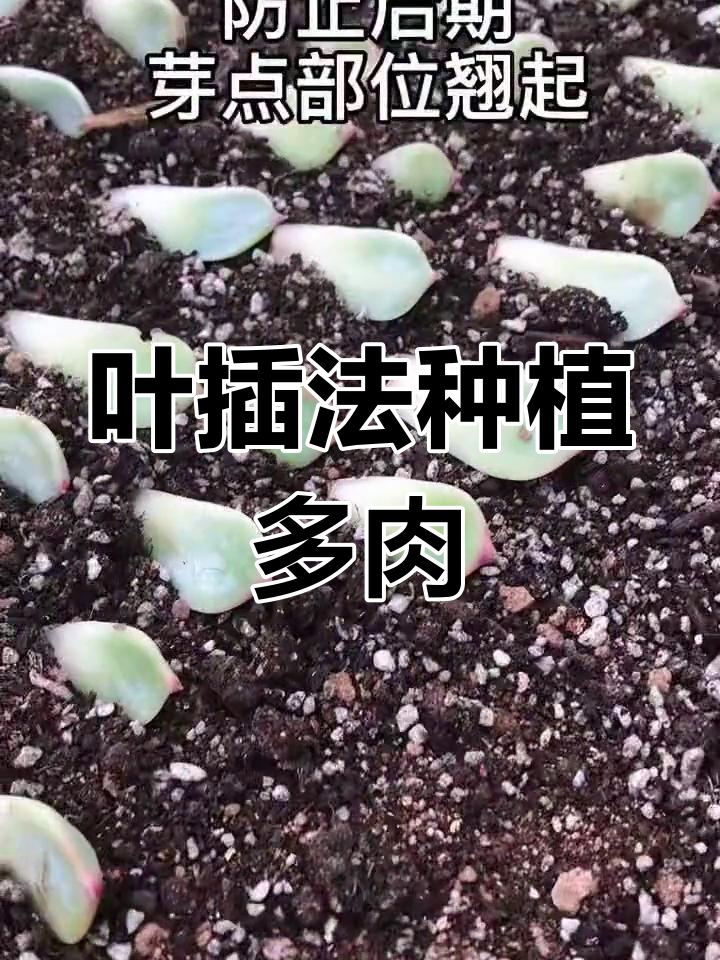 多肉吉娃娃繁殖技巧