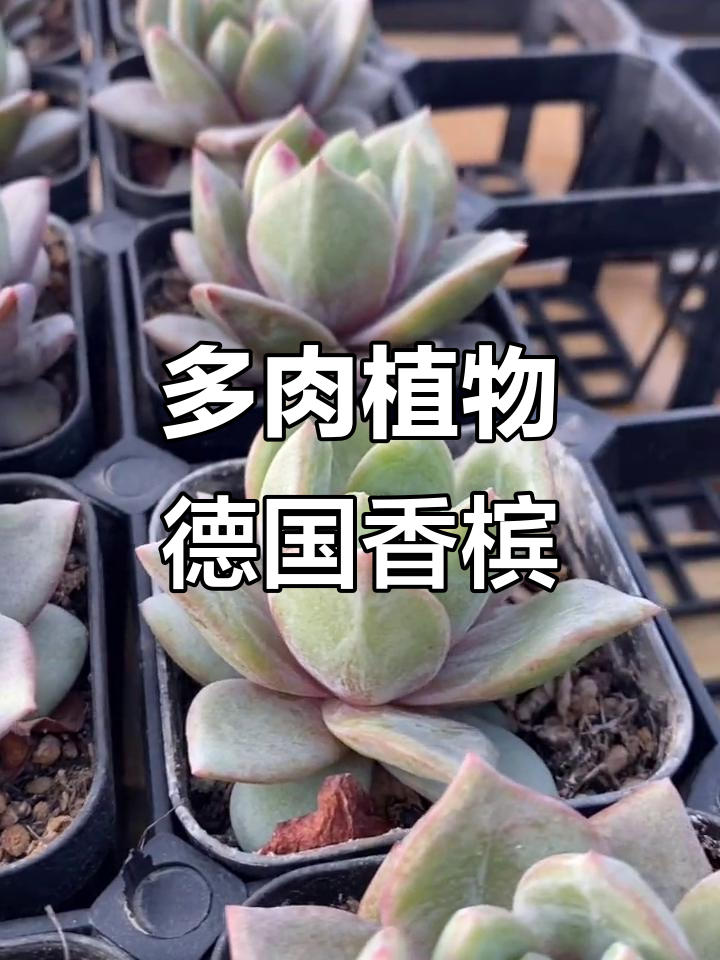 德国香槟多肉植物，糖心肉肉的美丽秘密