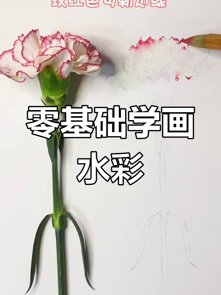 水彩康乃馨绘制技巧全解析