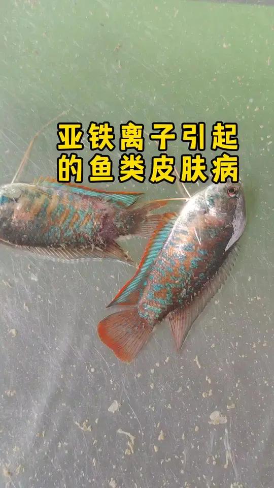 亚铁 脱粘 皮肤病 观赏鱼