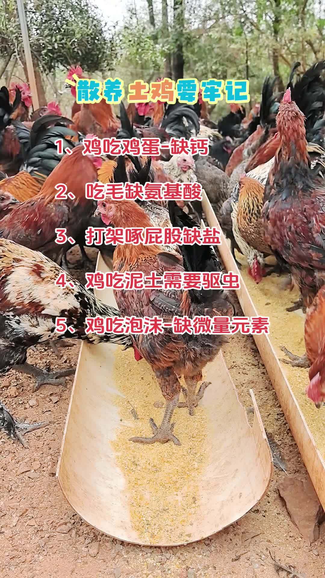 #养殖 #养鸡 #农村散养土鸡 #鸡鸭鹅养殖 #养殖技术