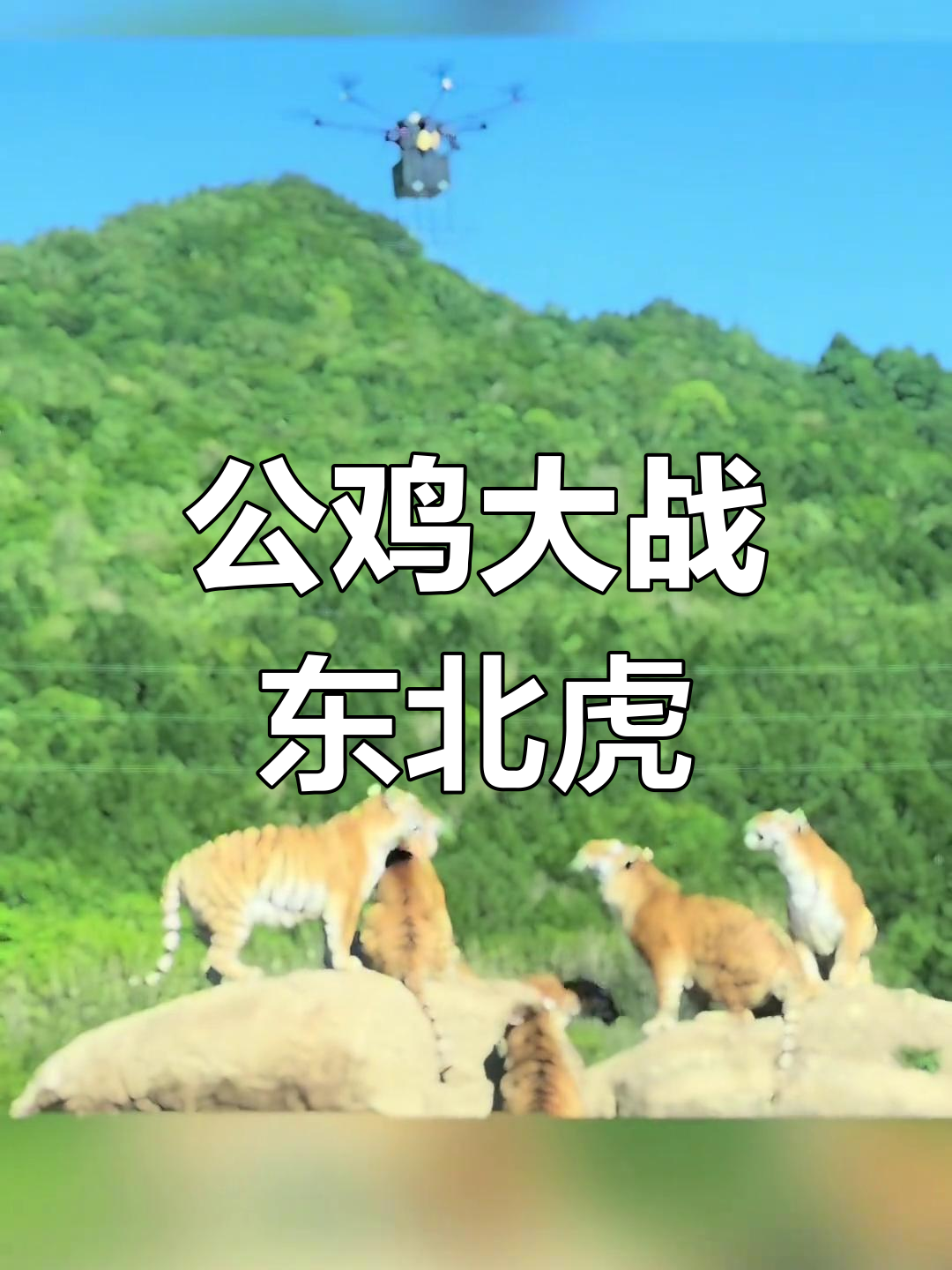 东北虎抓鸡,公鸡中的战斗机!