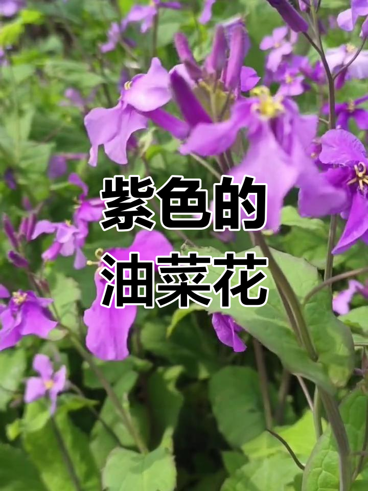诸葛菜:紫色油菜花的传奇与历史
