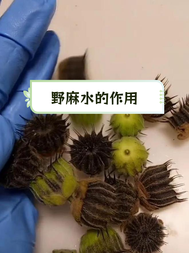 野麻煮水的功效与做法