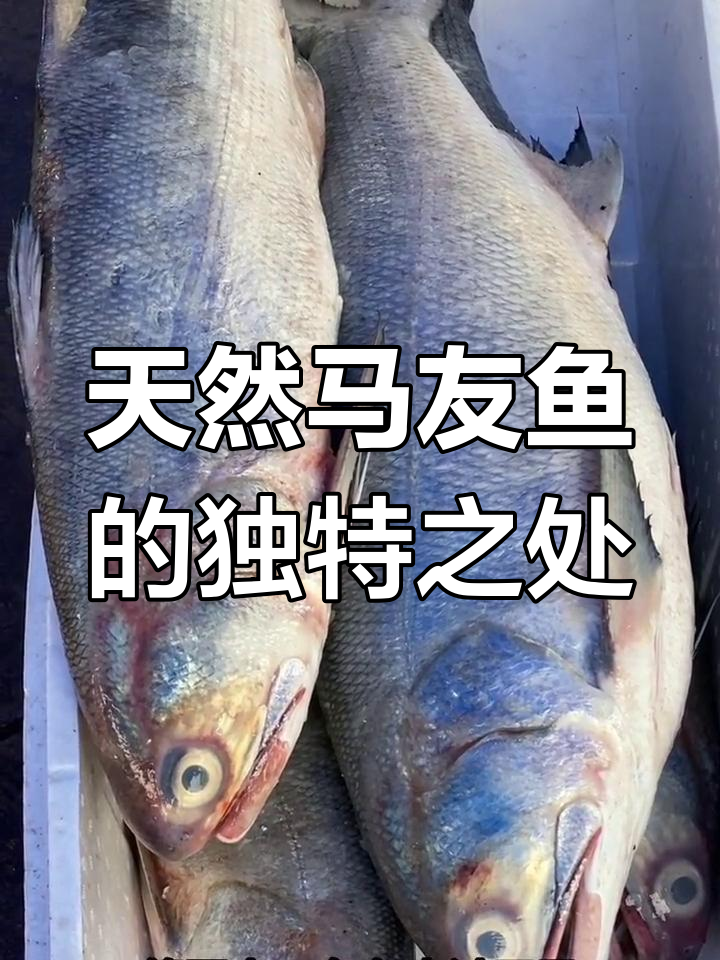 马友鱼:东南沿海的珍贵海鲜