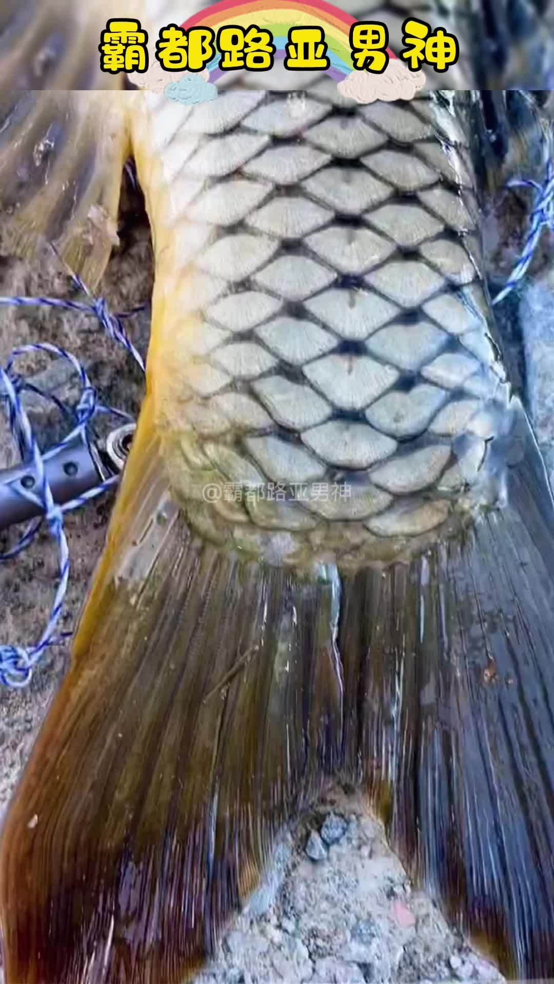 钓到鱼想发朋友圈显摆下把镜头拉进点秒变巨物 钓鱼 热门 搞笑 霸都路亚男神