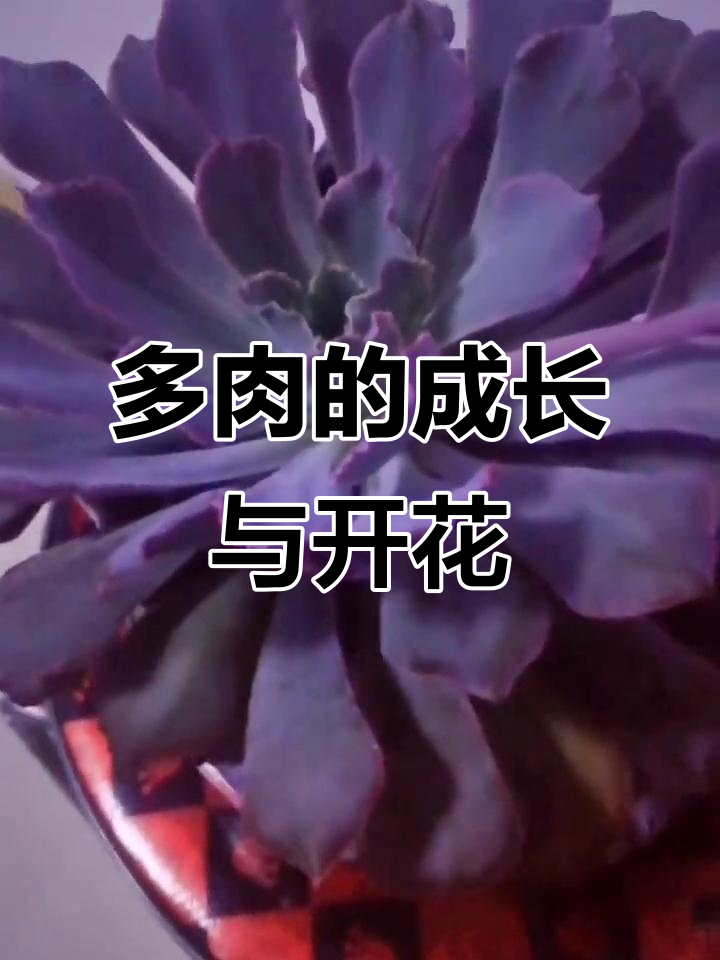 晚霞之谷多肉成长记：从一颗小头到开花，背后的故事