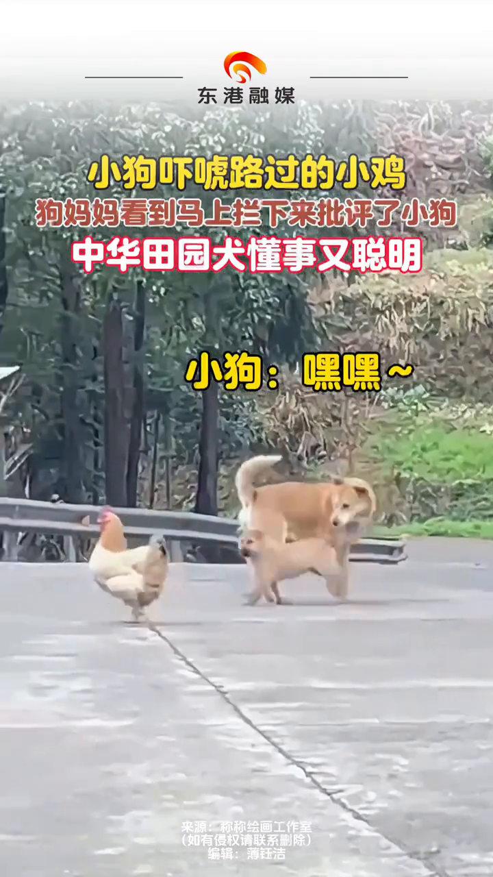 小狗吓唬路过的小鸡，狗妈妈看到马上拦下来批评了小狗