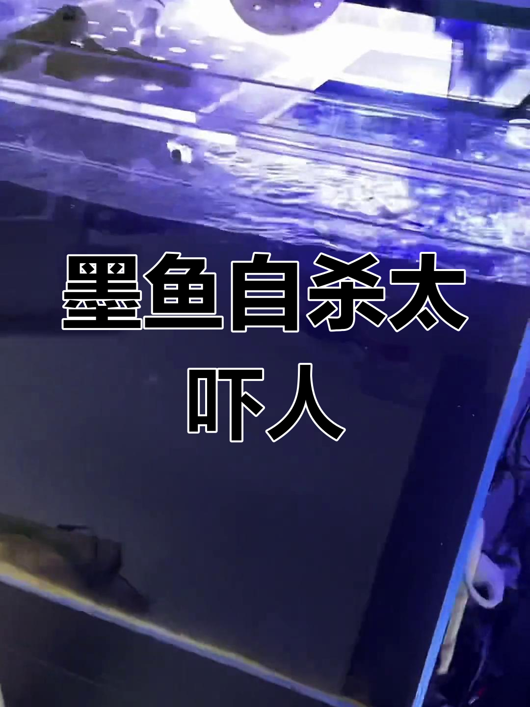 墨鱼喷墨自尽,吓坏我了