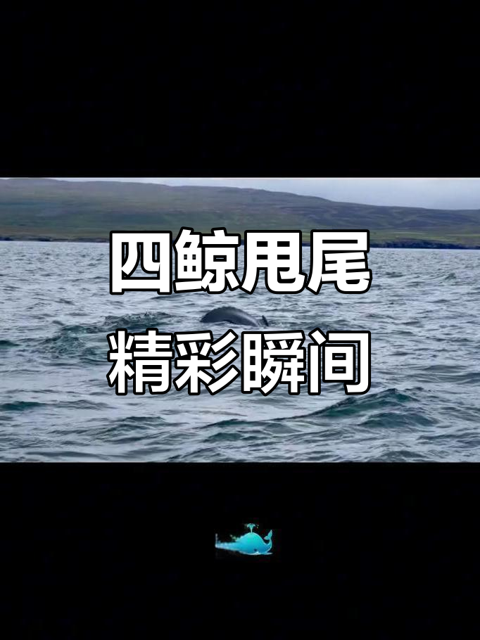 冰岛鲸鱼大甩尾,四只巨兽震撼表演
