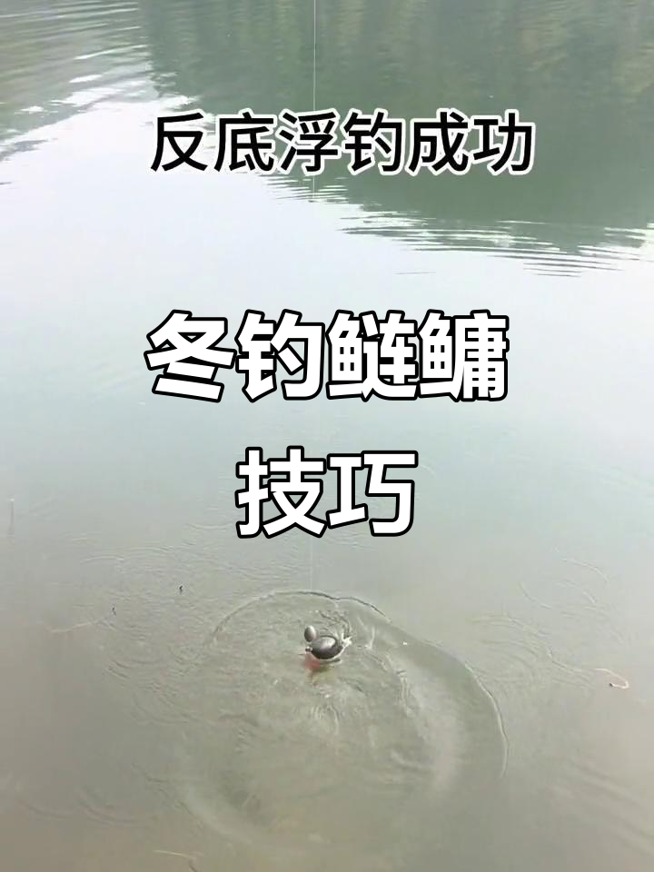 冬季低温钓鲢鳙技巧,大头鱼花白鲢线组搭配分享