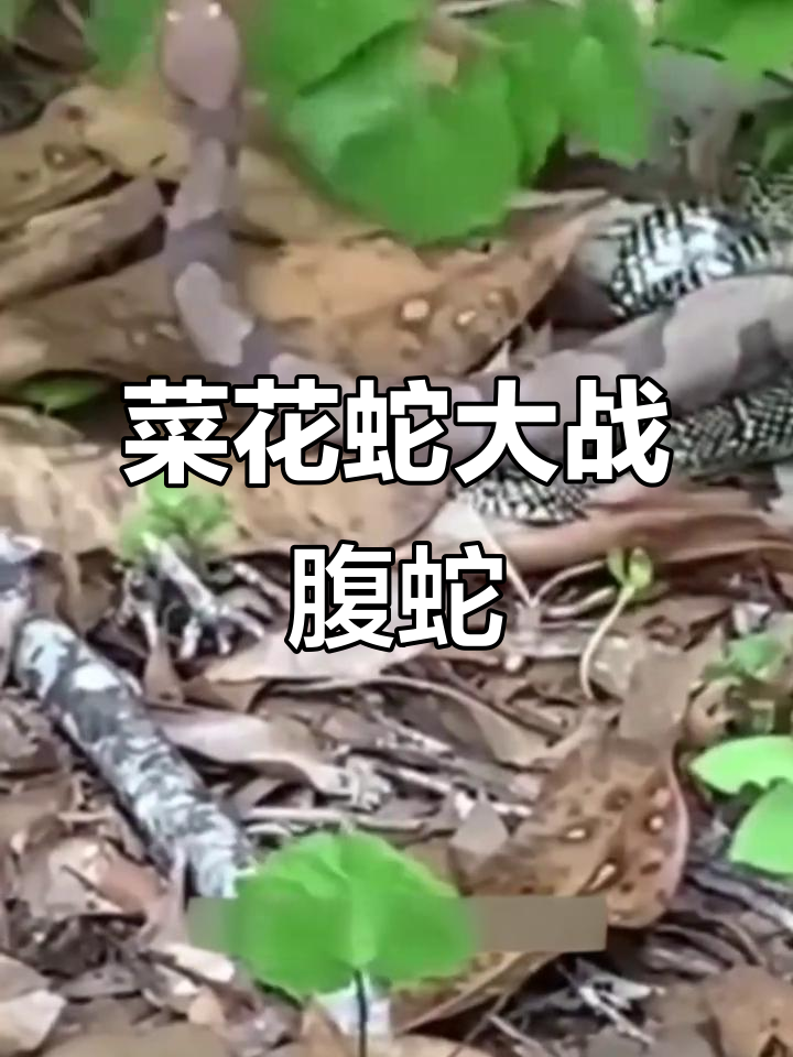王锦蛇勇斗蝮蛇,压制力惊人!