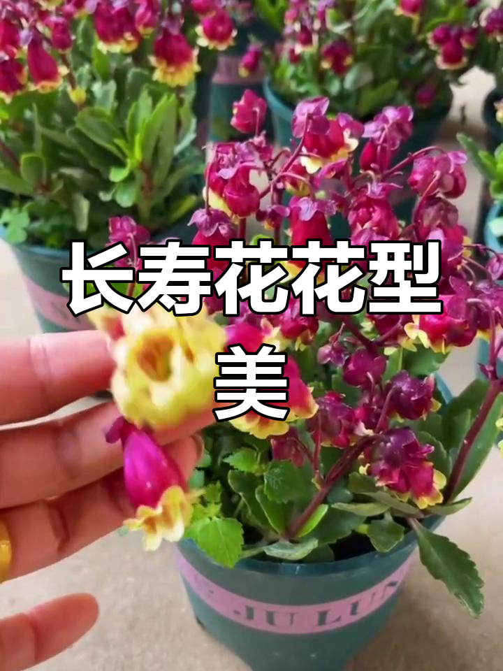 宫灯长寿花:美丽如小灯笼,轻松养护,阳台变花园