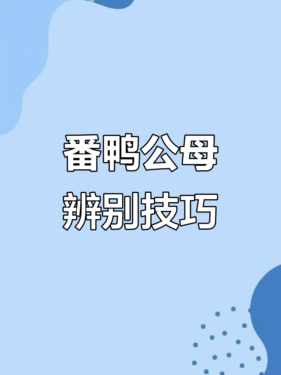 公母番鸭怎么分辨？从体型到头瘤全解析