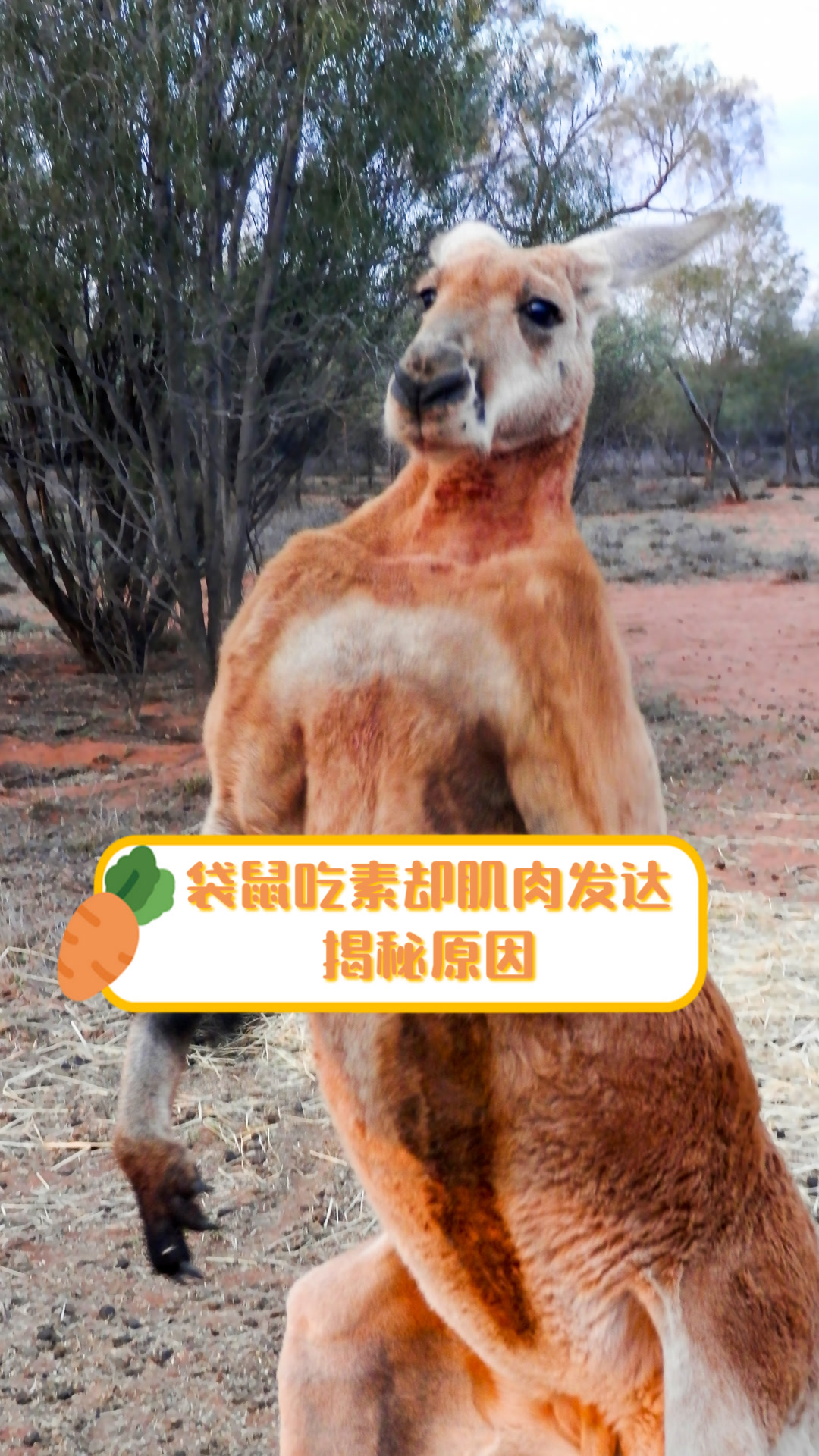 袋鼠吃素却肌肉发达,揭秘原因!