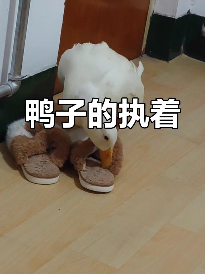 每天被鸭子咬拖鞋,生活一片混乱
