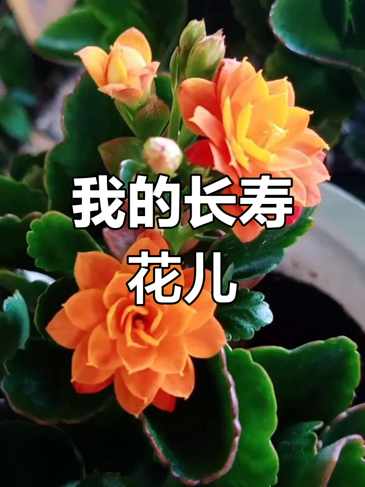 早上好!我养的长寿花特别美,像莲花一样