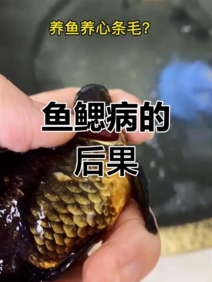 金鱼腮病危害揭秘,如何预防?