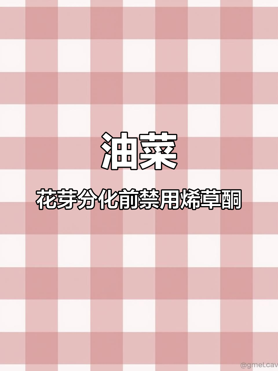 油菜花芽分化后,这些除草剂不能用!