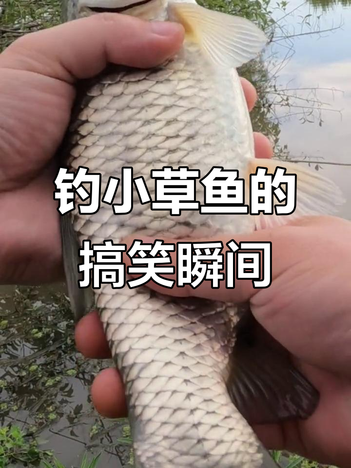 小草鱼嘴巴歪了,钓鱼人放生时竟然这样处理!