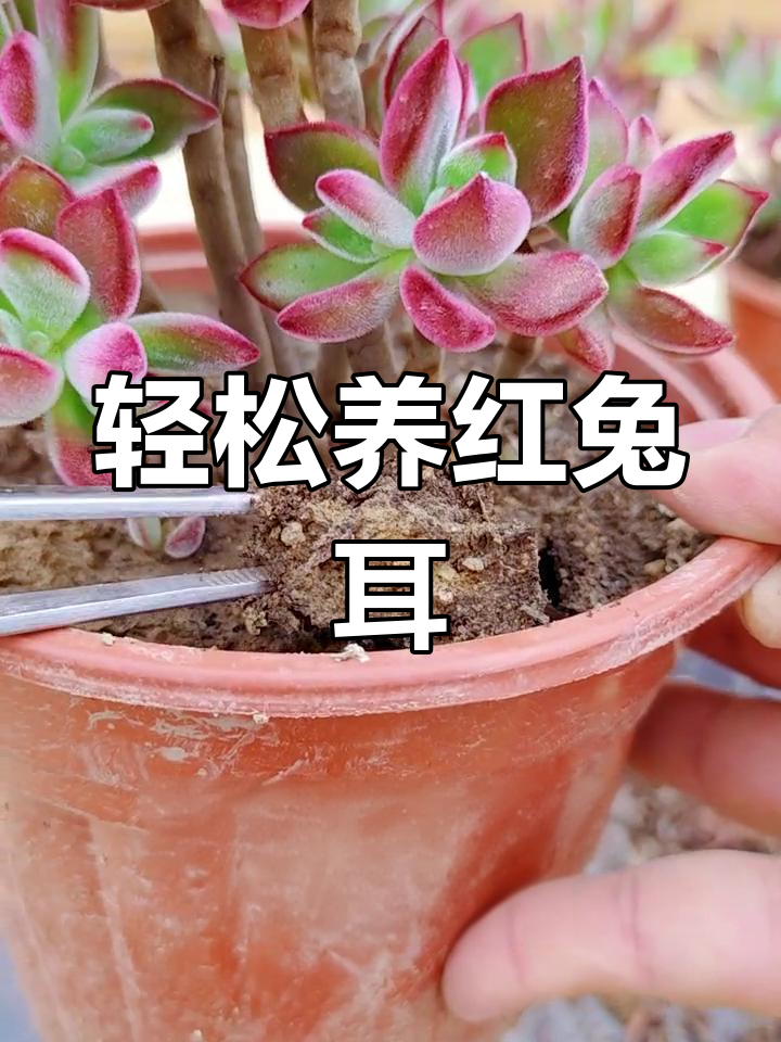 红兔耳:多肉中的颜值担当