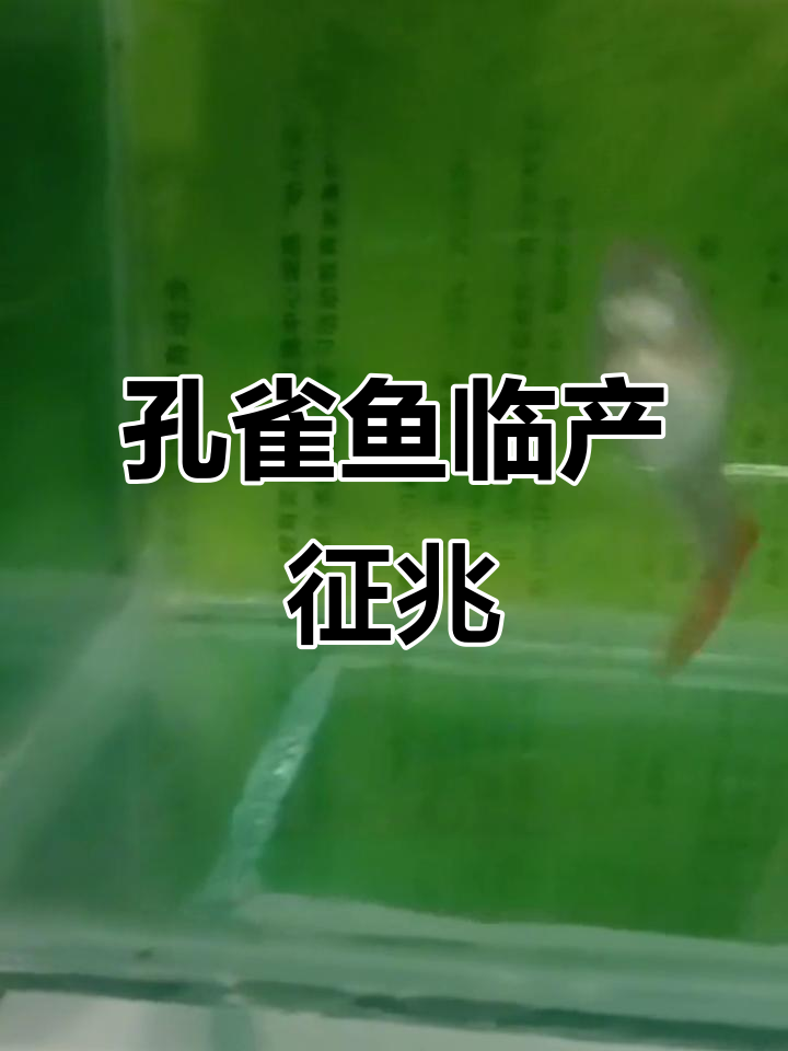 孔雀鱼临产前，肚子变大、行为异常，注意观察