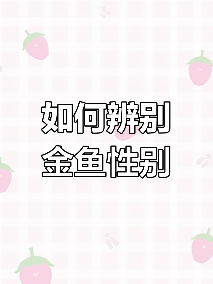 金鱼公母分辨技巧大揭秘