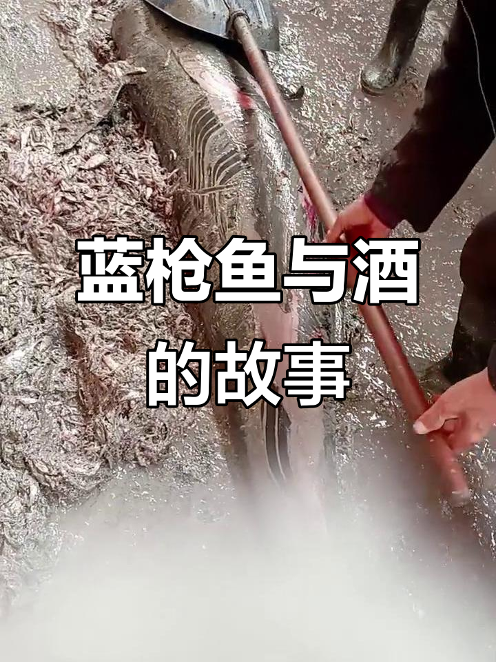 蓝枪鱼养殖与酒文化:往事如梦,举杯共庆