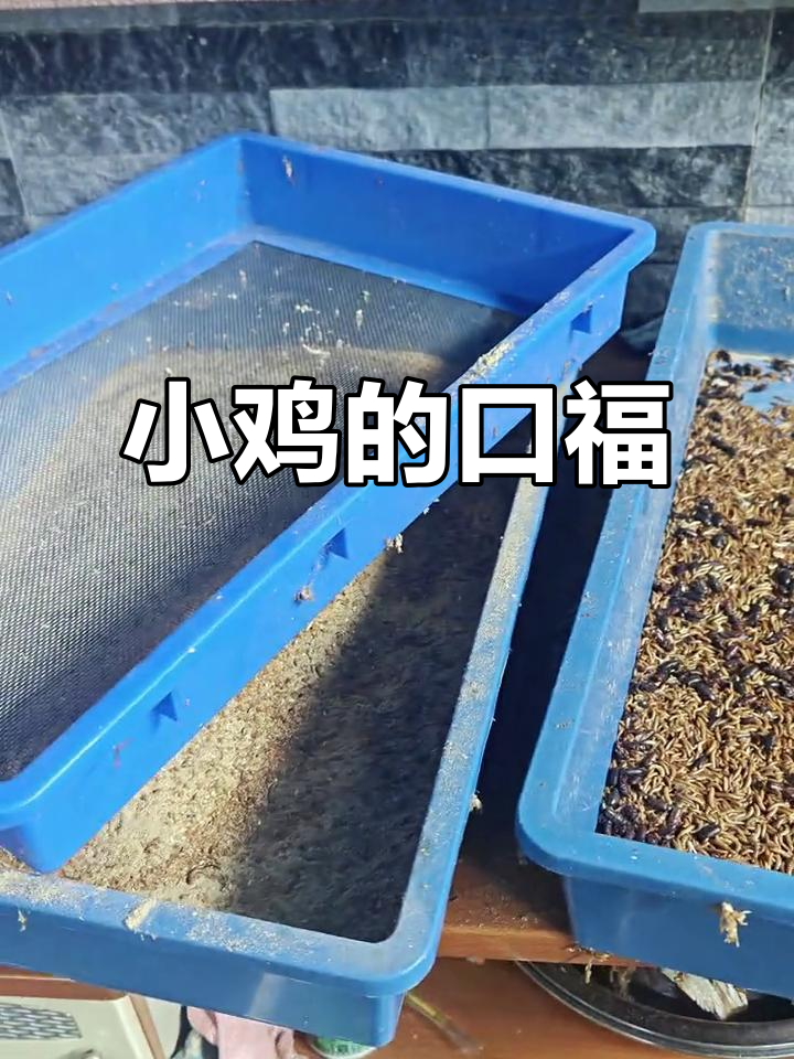 面包虫长大了,小鸡们有得吃了!